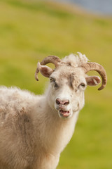 Wall Mural - A big white ram sheep with long horns looking at you close up