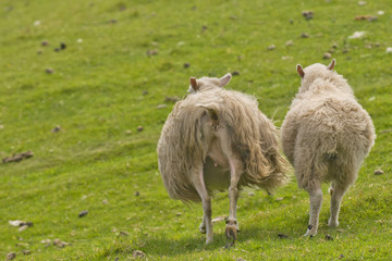 Wall Mural - Two sheep with long hairy wool taken from back in the green grass background