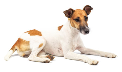 Portrait of a purebred smooth fox terrier of white background