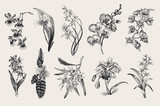 Exotic orchid set. Botanical vector vintage illustration. Design elements. Black and white