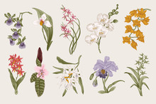 Exotic Orchid Set. Botanical Vector Vintage Illustration. Design Elements. Colorful.
