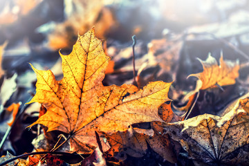 Wall Mural - Autumn colors. Autumn leaves in autumn colors and lights.