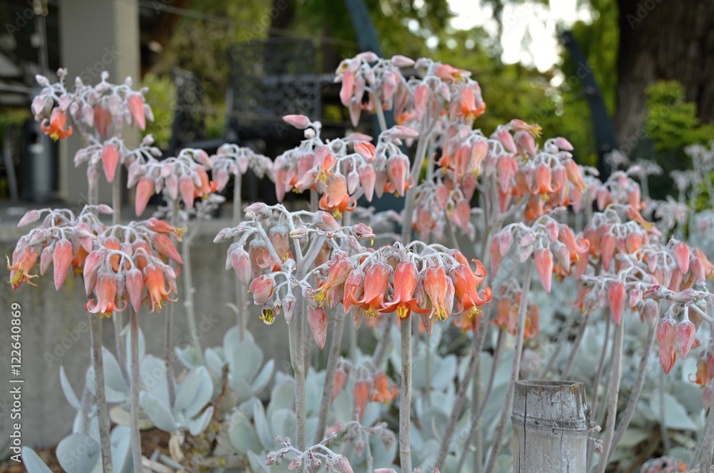Flowering succulent with orange flowers in Melbourne Stock Photo | Adobe  Stock