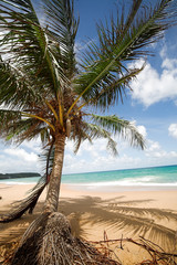 Wall Mural - Palm tree on the sea beach.