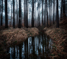 Forest Trees With Marshland 