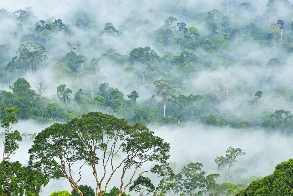 Fogs and mist over dipterocarp rain forest in Danum Valley Conservation Area in Lahad Datu, Sabah Borneo, Malaysia. - obrazy, fototapety, plakaty 