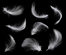 Collection Of White Feather Isolated On Black Background