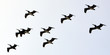 Close Up silhouette of birds flying high in the air