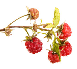 raspberries on a branch isolated on white background