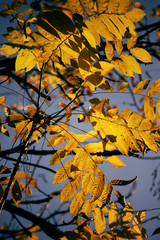 Wall Mural - yellow fall branches