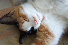 Cute Sleeping Three Colored Cat