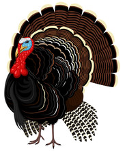 Vector Illustration Of A Male Wild Turkey.
