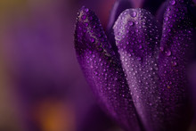Close-up Of Purple Crocus In Water Drops