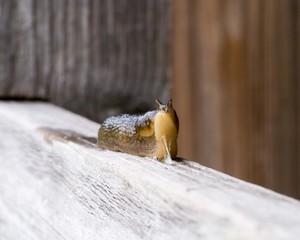 Slug crawling on a wooden surface