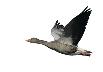 Canvas Print - Greylag goose, Anser anser