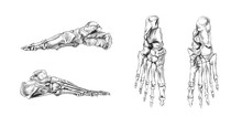 Hand Drawn Medical Illustration Drawing With Imitation Of Lithography: Bones Of Foot