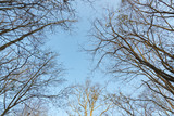 Fototapeta Na drzwi - dry tree branch with blue sky