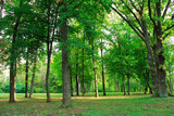 Fototapeta Panele - Beautiful park with many green trees