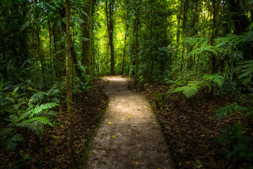 Jungle path