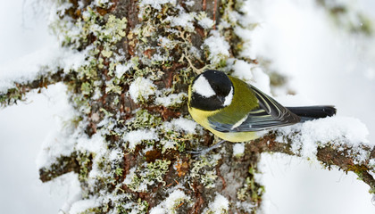 Poster - Great tit in winter