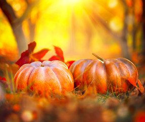 orange pumpkins over bright autumnal nature background. harvest concept