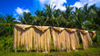 Manila Hemp Drying on Bamboo Pole