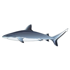 Wall Mural - Gray Shark, Isolated Illustration