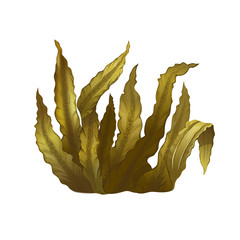 Wall Mural - Sea Kelp, Isolated Illustration