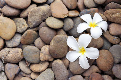 Tapeta ścienna na wymiar Plumeria on rock background. over light