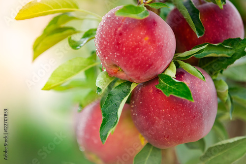 Apple tree