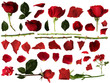 Roses set with isolated white background