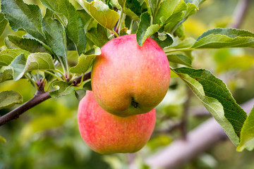 two apples in a tree