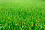 Fototapeta  - green rice fields of countryside in thailand