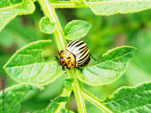 Colorado Beetle Eating Potato Leaves In Vegetable Garden Buy