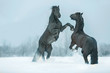 Two fighting stallions.