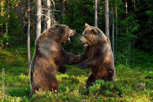 Cuadros en Lienzo bear fight. bears fighting. animal fight.