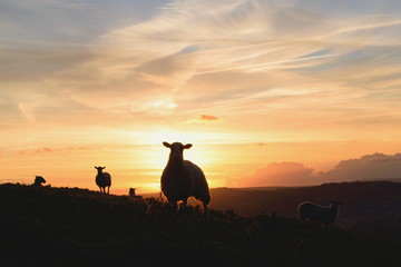 Wall Mural - Flock of sheep grazing at sunrise in a field of Marshwood Vale in Dorset AONB (Area of Outstanding Natural Beauty)