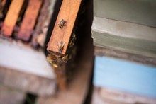 Bees On Wooden Beehive