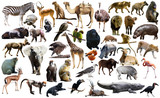 Fototapeta Zwierzęta - Birds, mammal and other animals of Africa isolated