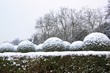 paysage végétal sous la neige, dans un jardin à la française (France)