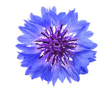 Blue Cornflower Head