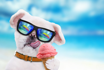 Dog wearing sunglasses relaxing in the sea background.Dog eats ice cream.