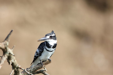 Wall Mural - Pied Kingfisher (Ceryle rudis) in Queen Elizabeth National Park, Uganda

