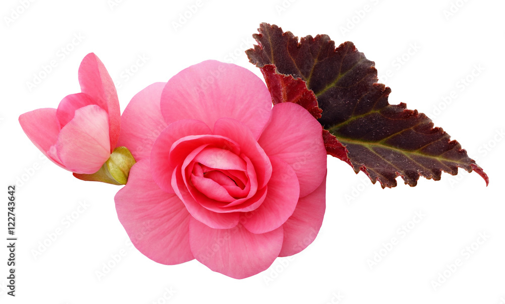 Pink begonia flowers arrangement - obrazy, fototapety, plakaty 