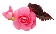 Pink Begonia Flowers Arrangement