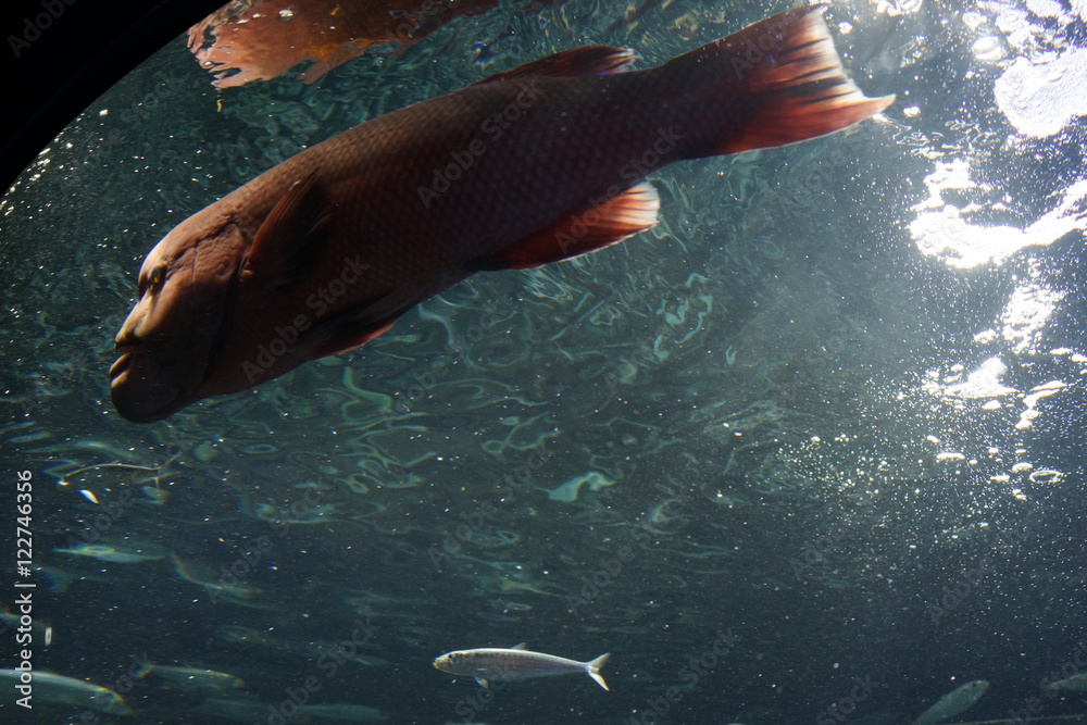 水族館 水槽 幻想的な 照明 ライトアップ 熱帯魚 Wall Mural Yuko