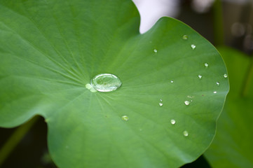 Wall Mural - water droplet in lotus leaf