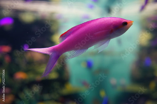 スミレナガハナダイ 熱帯魚 水族館 ハタ科 海水魚 水族館 水槽 幻想的な 照明 ライトアップ Adobe Stock でこのストック画像を購入して 類似の画像をさらに検索 Adobe Stock