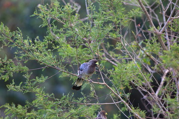 Wall Mural - Eastern plantain-eater or eastern grey plantain-eater (Crinifer zonurus) in Uganda

