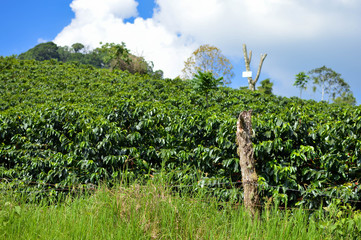 Wall Mural - Close up of the lush green coffee trees from the plantations in the highlands of Honduras. Shallow DOF landscape